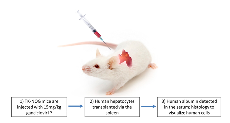 Creating Humanized Liver Mice