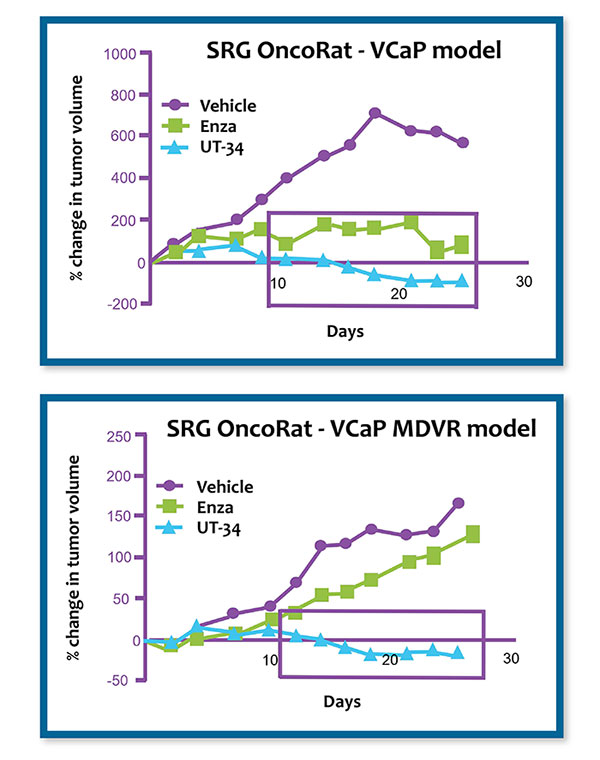 VCaP Xenograft Model