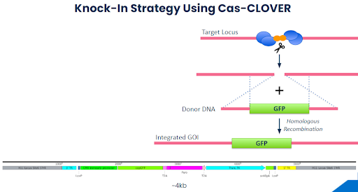 Hera Biolabs - Insights - Optimizing Cell Based Research Models with Cas-CLOVER - Image 1