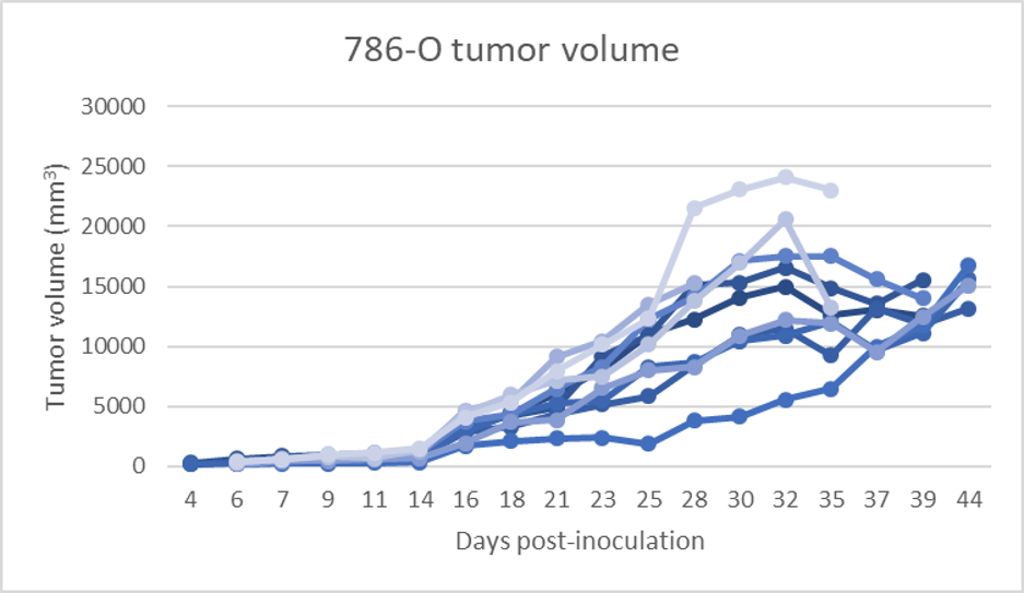 786 o renal cell carcinoma tumor model hera biolabs 786 o renal cell carcinoma tumor model